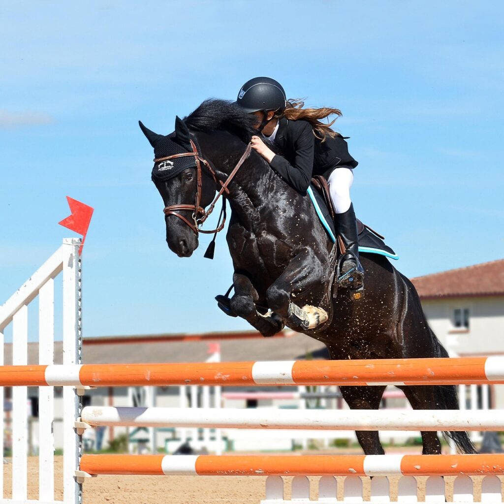 horse riding, horse, nature, jumping obstacle, equestrian show